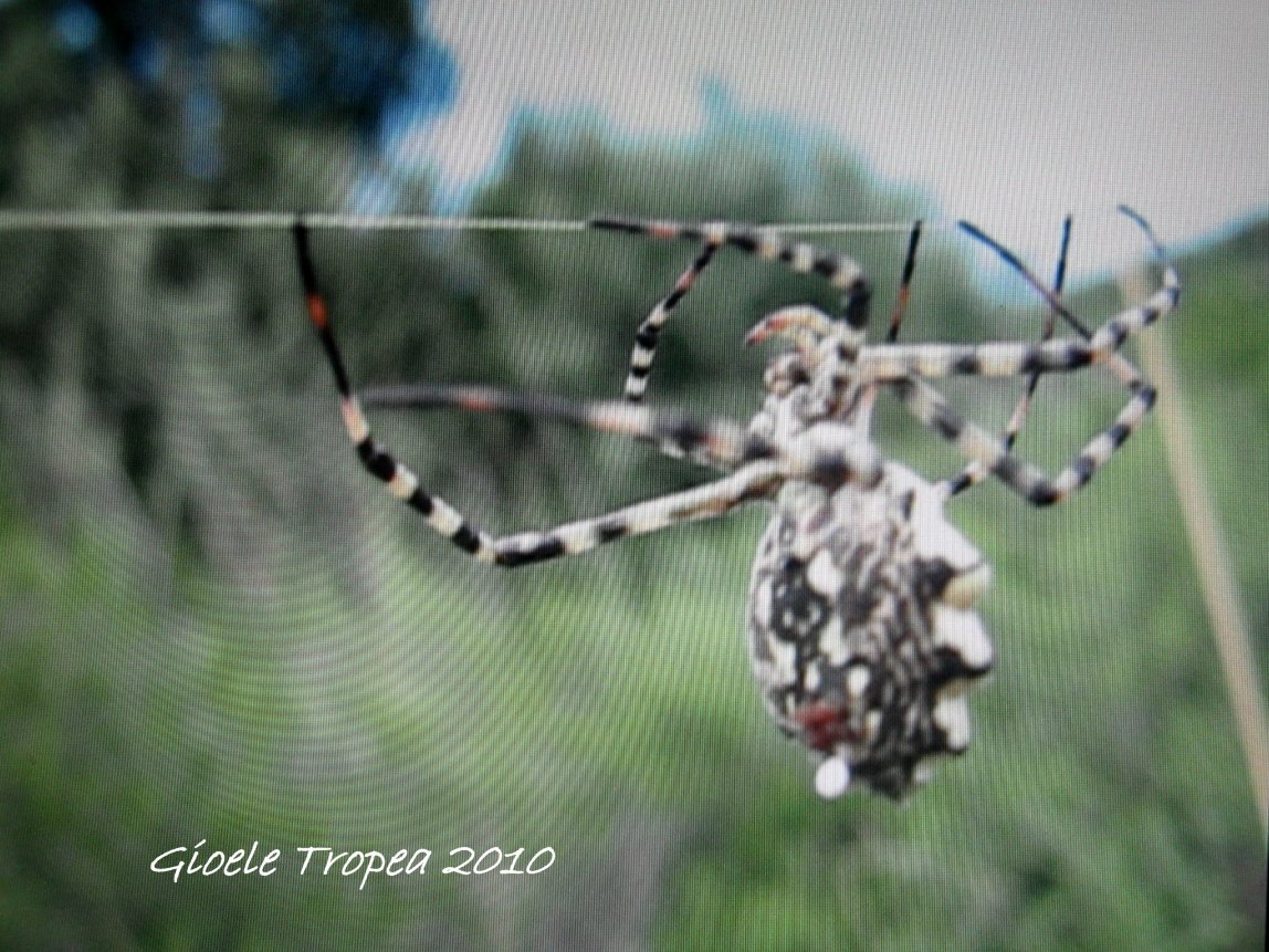 Argiope lobata